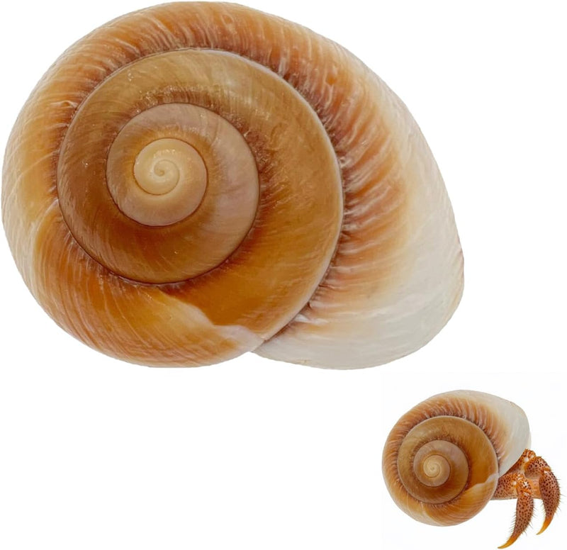 NIIIYTYB Large Hermit Crab Shells Extra Shells 2.7~3.5 Inch Big Empty Natural Sea Conch for Crabs Ideal Hermit Crab Supp
