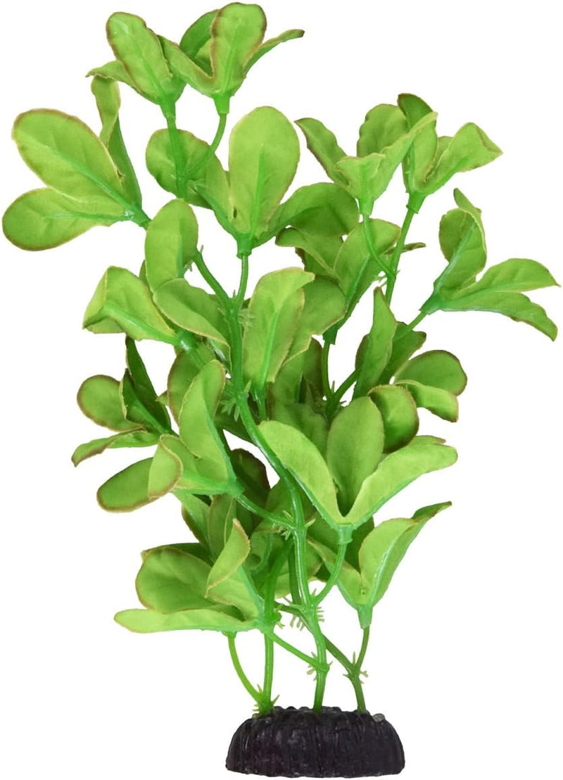 Underwater Treasures Silk Bacopa Monnieri - 8