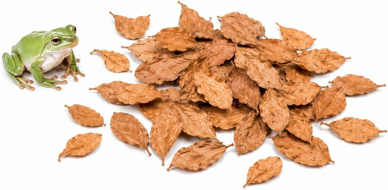 SunGrow Dwarf Frog Mini Catappa Leaves (50 Pc) - Tannin Helps Remove Ammonia, Lower pH - Leaf Litter Indian Almond Leave