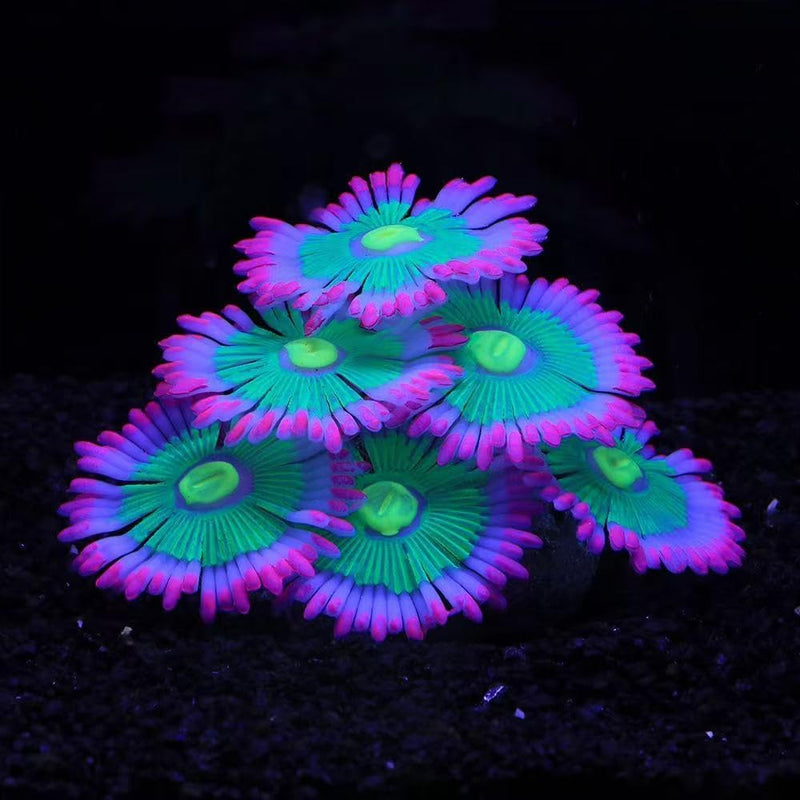 ZtohPyo Glow Fish Tank Decorations, Soft Silicone Coral for Small Aquariums