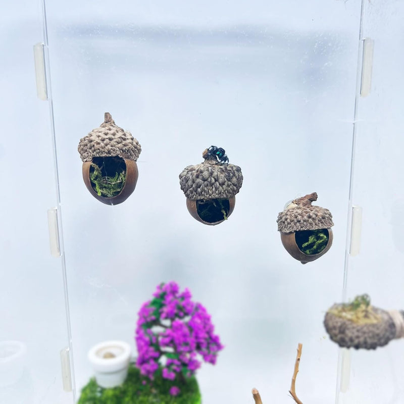 Jumping Spider Hide & Hideaway Made from Real Acorns | Handmade Magnetic Spider Cave, Ideal Habitat Accessory for Small