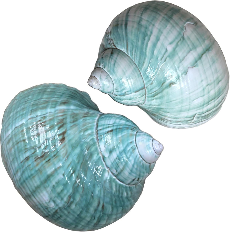 2pcs Large Hermit Crab Shells, Turbo Seashell, Teal Green Conch, L+XL