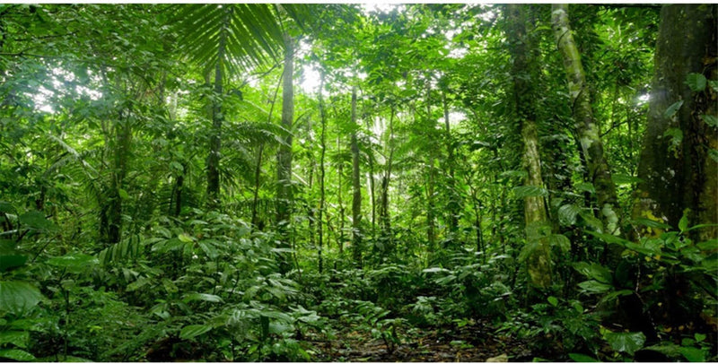 36x18 in Tropical Terrarium Backdrop Green Tree Reptile Habitat Background