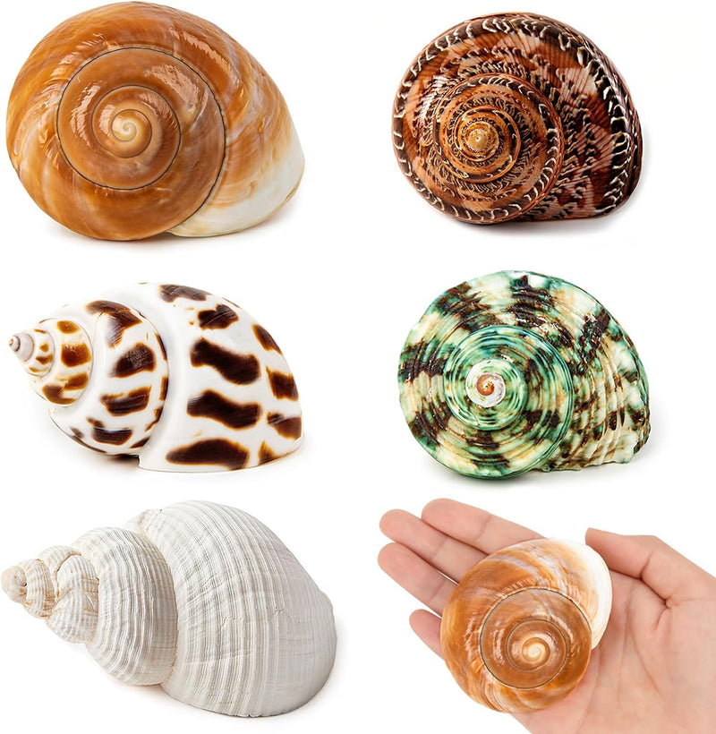 5PCS Hermit Crab Shells Medium to Large 2.8