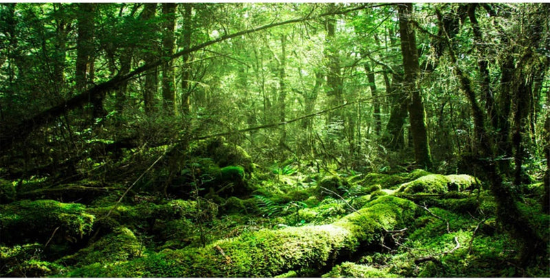 36x24 in Forest Terrarium Backdrop Green Tree Reptile Habitat Background