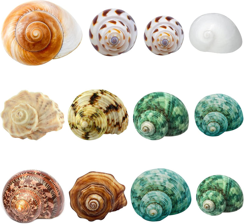 12PCS Hermit Crab Shells Medium and Large Growth Turbo Seashells 1.18