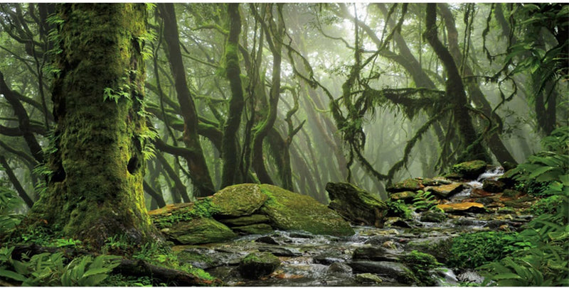 36x20 in Terrarium Backdrop Foggy Forest Stream Reptile Habitat Background