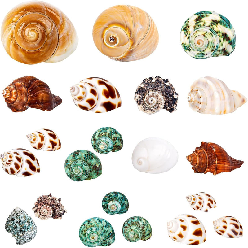 21PCS Hermit Crab Shells 1.3