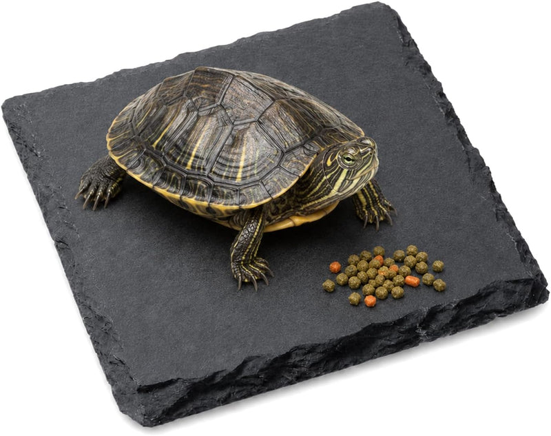 Turtle Slate Rock Reptiles Basking Platform
