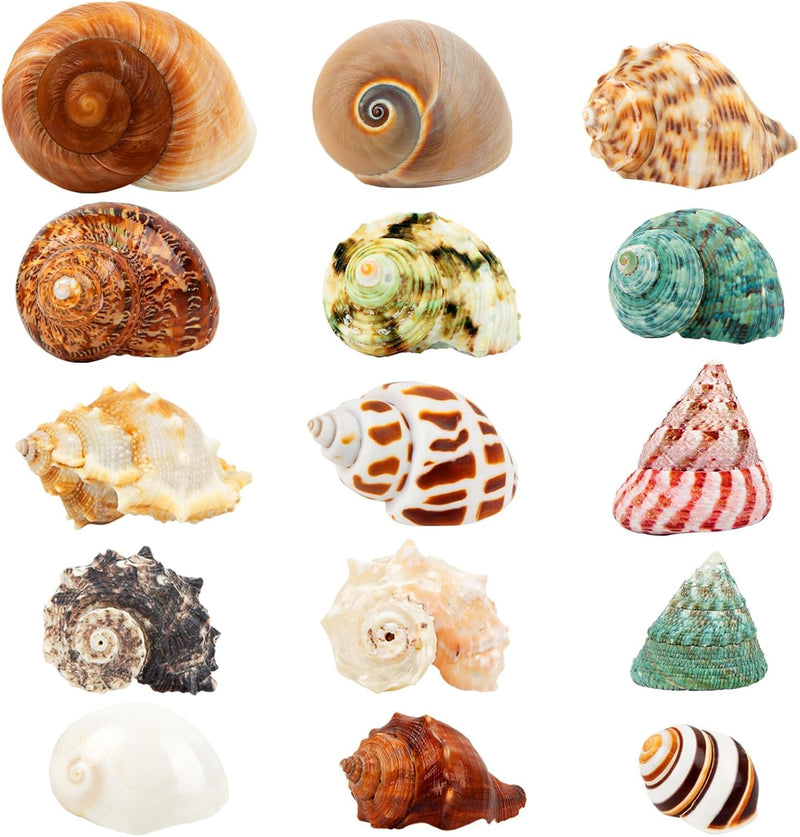 15PCS Hermit Crab Shells 1.6
