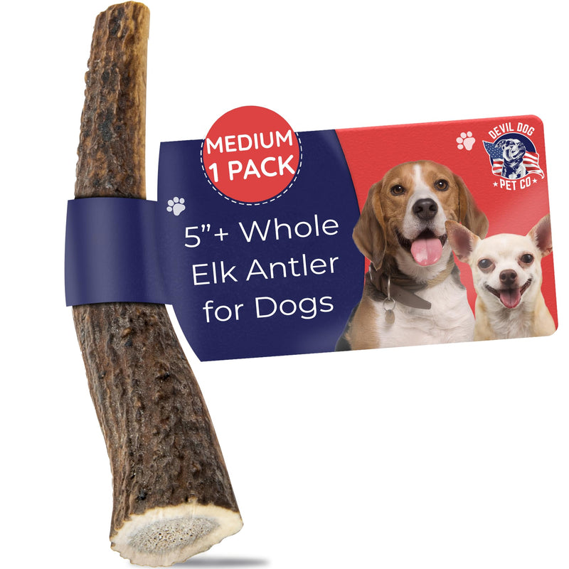 Devil Dog Pet Co. Elk Antlers for Dogs, Natural Dog Chew for Aggressive Chewers - Long Lasting and Odor Free - USA Sourced - Cleaner Teeth, Anxiety & Boredom Relief - Whole Medium 5