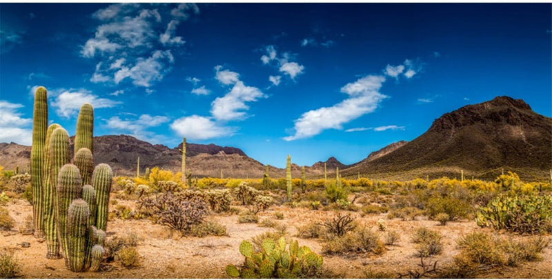 24x12 in Reptile Habitat Background Blue Sky Cactus Desert Tank Backdrop