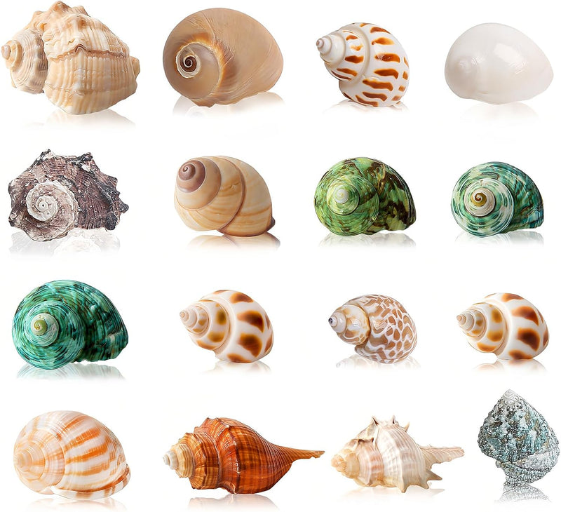 16PCS Hermit Crab Shells Medium Small | Sea Conch Size 1.1