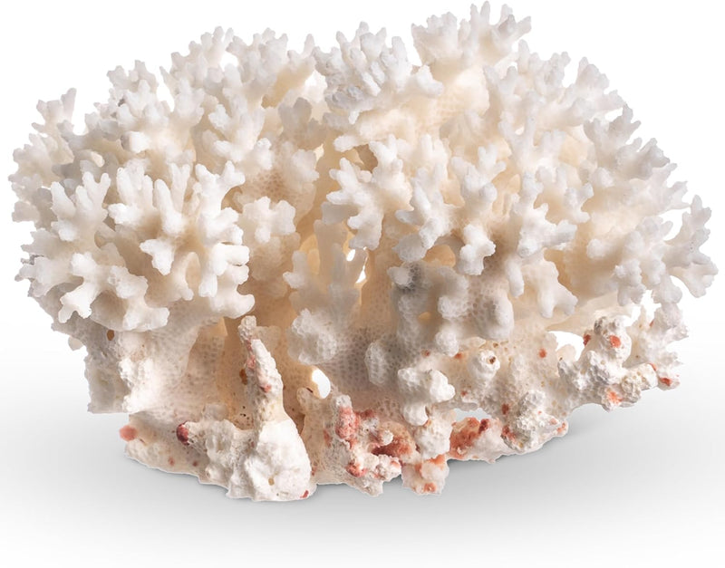 White Sea Coral | 4-5