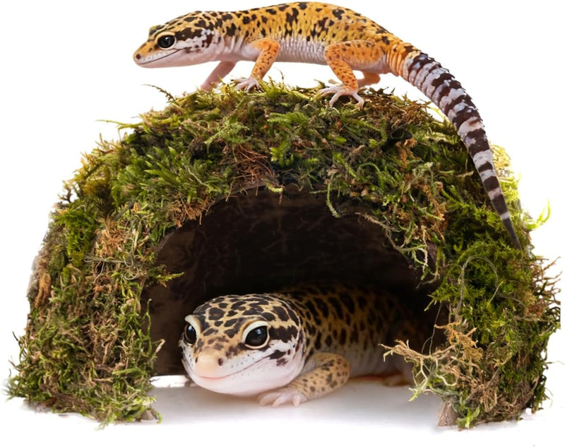 Reptile Hides and Caves – Leopard Gecko Tank Accessories, Natural Dome Reptile Cave & Shelter, Gecko Tank Accessories &