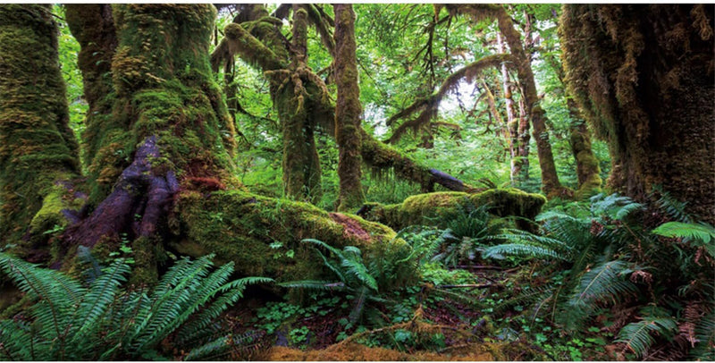 36x18 in Terrarium Backdrop Rainforest Moss Tree Reptile Habitat Background