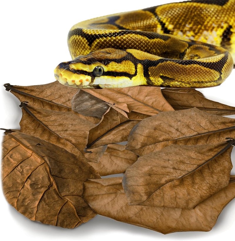 SunGrow Leaf Litter for Snakes, 10 Pcs Medium Indian Almond Catappa Leaves Substrate Maintain Humidity in Corn Snake and