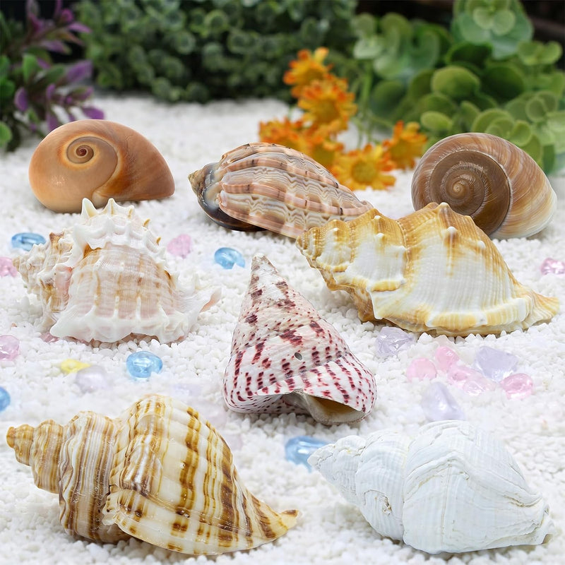 Finalery 8PCS Hermit Crab Shells,Medium & Large Natural Conch Shells
