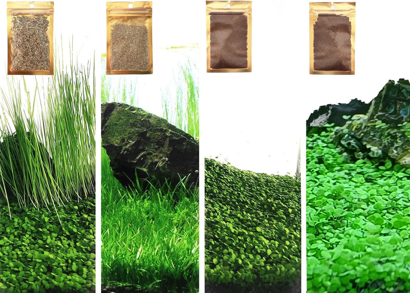 4 in 1 Aquarium Plant S.e.e.ds, no Artificial Plastic Plant, Live Grass for Fish Tank, fit All Substrate (0.36ozTiny+0.3