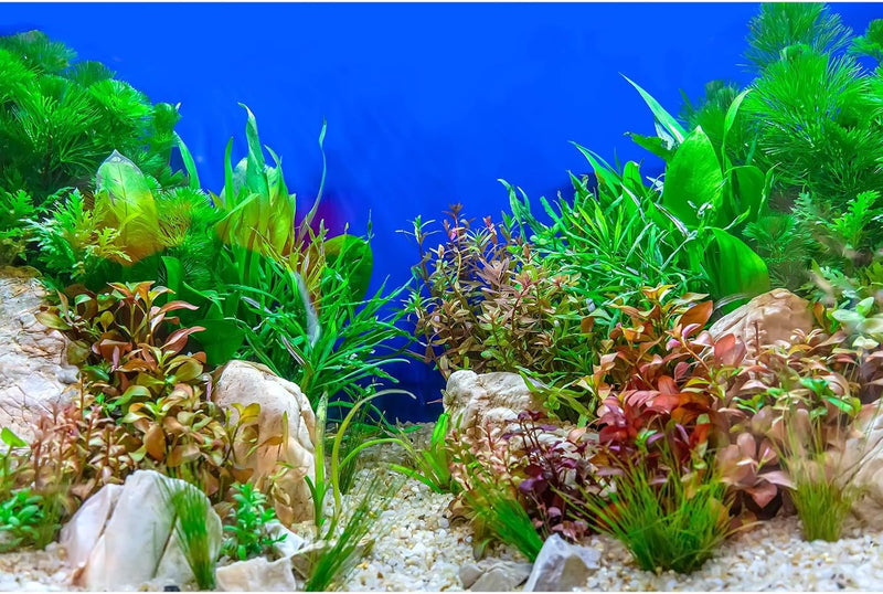 Aquarium Background Green Aquatic Plant Stone River Bed and Lake Fish Tank Background Decor Underwater Grass Leaves with