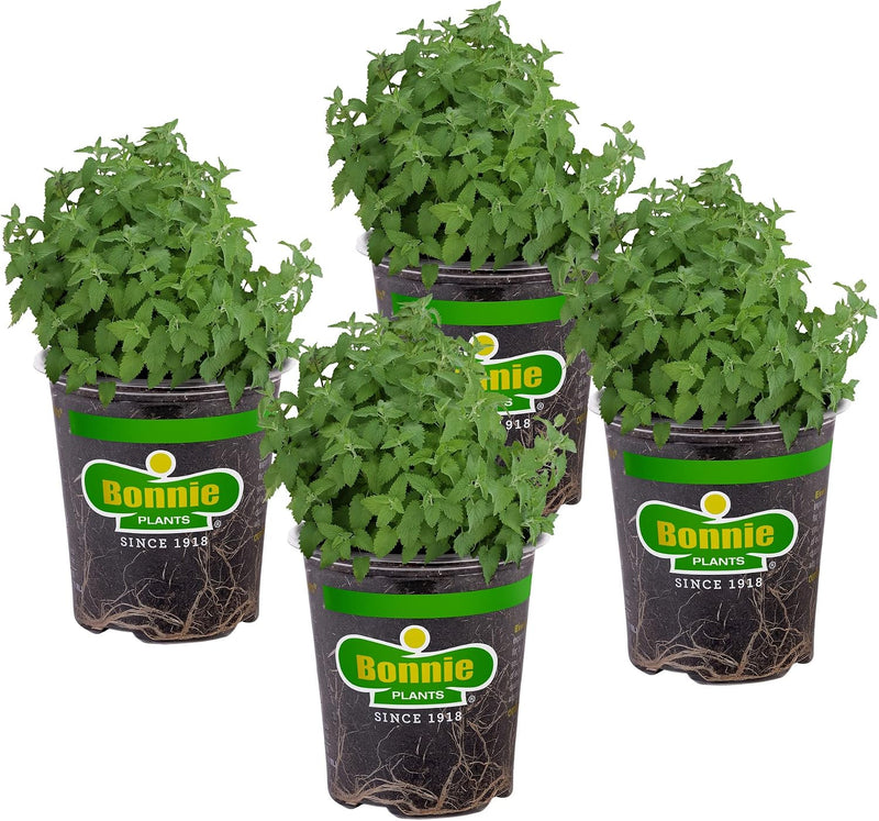 Bonnie Plants Catnip Live Herb Plants - 4 Pack, Pet Friendly, Grows Great In Containers, Fresh For Cats & Dries For Cat