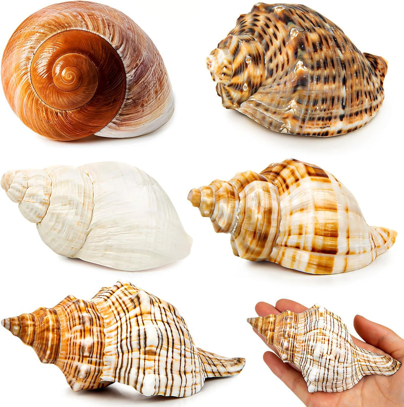 5PCS Extra Large Hermit Crab Shells 3