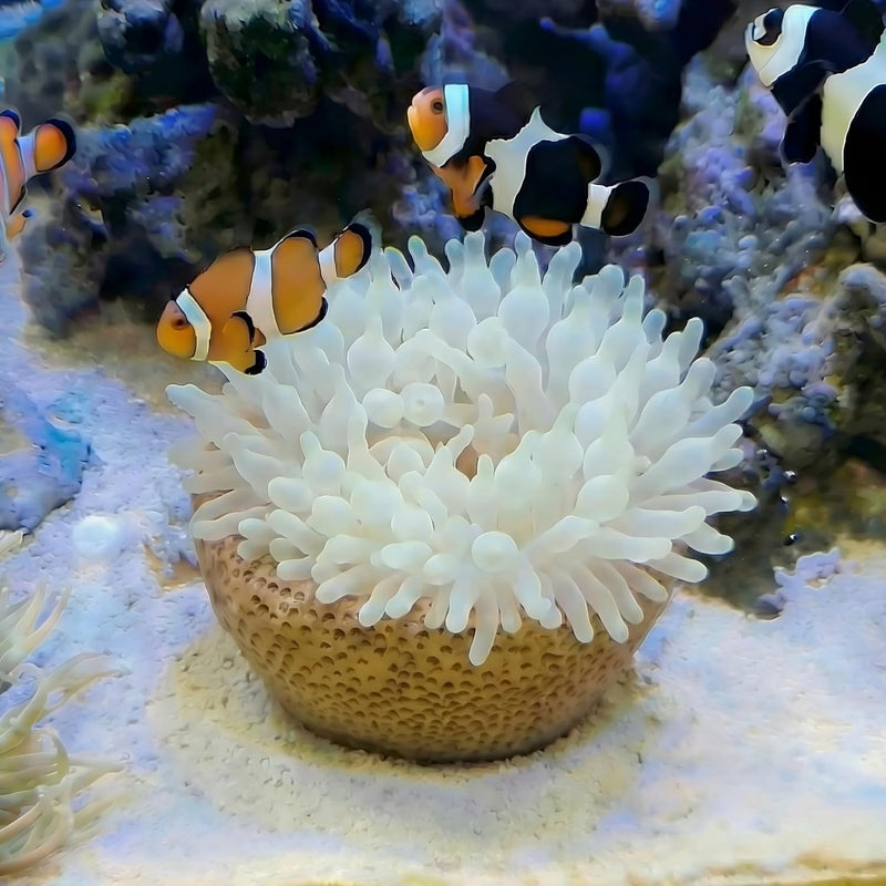 Anemone Nest, Saltwater Aquarium Accessories, Anemone Ideal Habitat, Nipple Nest for Aquarium Aquascaping (Flat Mouth 2.