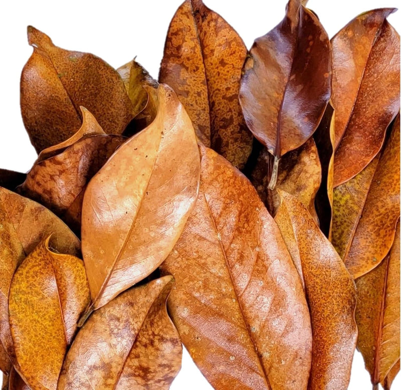 Magnolia Leaf Litter, 30-35 Leaves