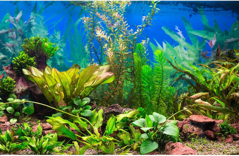 Aquarium Background Various Underwater Grass Plants Aquarium Backdrop Vivid and Fresh Green Aquatic Plants Stone River B