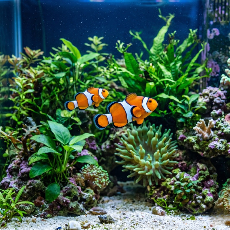 Fish