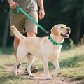 Reflective Neoprene Dog Collar — Padded, Adjustable, 13 Colors
