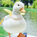 Duck Harness, Soft and Adjustable Chicken Walking Harness Breathable Pet Vest for Duck Chicken Hen Training Walking Basi