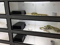 Leoterra Snake Hides for Ball Pythons X-Large Ball Python Hides 16.5"x10.6"x4.3"(XL) Plastic Material Durable and Easy t