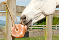 UMAID Himalayan Salt Lick 6 lbs on Rope for Horse, Deer, Goat & Livestock Animals, Salt Lick Deer, Salt Lick for Horses,