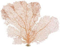 Sea Fan Coral 7-10" - Nautical Decorations - Beach Home Decor - Decorative Coral