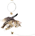 Cat Dancer 022CD01-101 Cat Dancer Original Toy