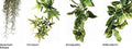 Hagen Exo Terra Plastic Terrarium Plant, Small, Amapallo