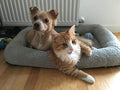 Enjoying Cat Mat Bed 16" x 22" Pet Bed with Pillow Around for Dogs Cats Curled Sleeping Beds for Carrier/Crate Small to 