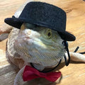 Bearded Dragon Clothes Costume Adjustable Hat and Bowtie Handmade Small Animals St. Patrick's Day Decorations Clothes fo