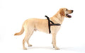 ComfortFlex Sport Dog Harness – No-Choke, Fully Padded, Non-Chafing Harness with Control Handle – Reflective, Lightweight, Adjustable for Active Dogs – Medium, Purple