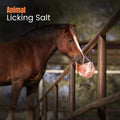 Premium Himalayan Horse Salt Lick 4 Pack 5-6 lbs Each Treat Block | Equine Mineral Salt Block with 36" Rope | Treats for