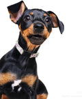 Martingale Dog Collar with Chain, Reflective Nylon Adjustable Collar, S