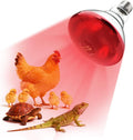 250W Heat Lamp Bulbs 1 Pack Infrared Heat Lamp for Chickens with E26 Socket and 5000 Hours Lifespan Heat Light Bulb for 