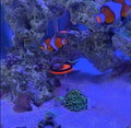 Live Coral Reef frag Rack，frag Plugs Holder for Coral，Fluorescent Acrylic Coral frag Bracket，This Set Contains 8 columna