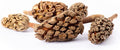 Galapagos (05159) Magnolia Seed Pods for Natural Bioactive Terrariums Provides shelter and Food for microfauna 2-4 inch 