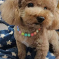 Pet Jewelry Candy Color Dog Pearl Collar Cute Teddy Necklace Jewelryc Chihuahua York Girl Clothing Dress Accessories(10+