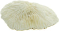 Mushroom Sea Coral | White Real Mushroom Coral 3”-4” (1 Piece) | Aquarium Ornament for Decoration | Plus Free Nautical e