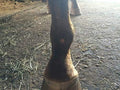 Bedsore Boots for Horses -Equine Leg Protection for Pressure Sores & Ulcers- Neoprene Stall Boots, Heal Wounds Faster, E