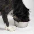 ProSelect Stainless Steel Classic Dog Bowl, 2-Quart