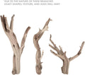 Koyal Wholesale 12” Driftwood Terrarium Decor, Clean California Manzanita Drift Wood Reptile Decor, Driftwood Decor for 
